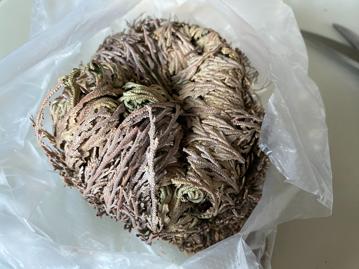 Селагинелла чешуелистная в состоянии покоя, фото автора