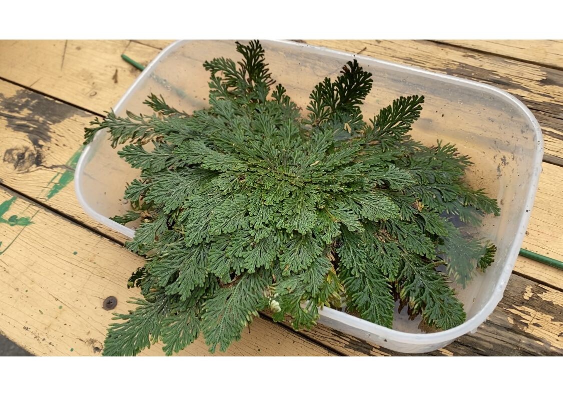 Селагинелла чешуелистная, воспрявшая после получения полива, фото автора