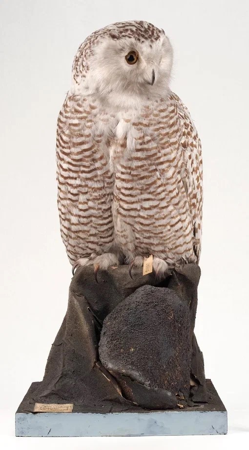 Полярная сова из коллекции Зоомузей КФУ (самка)