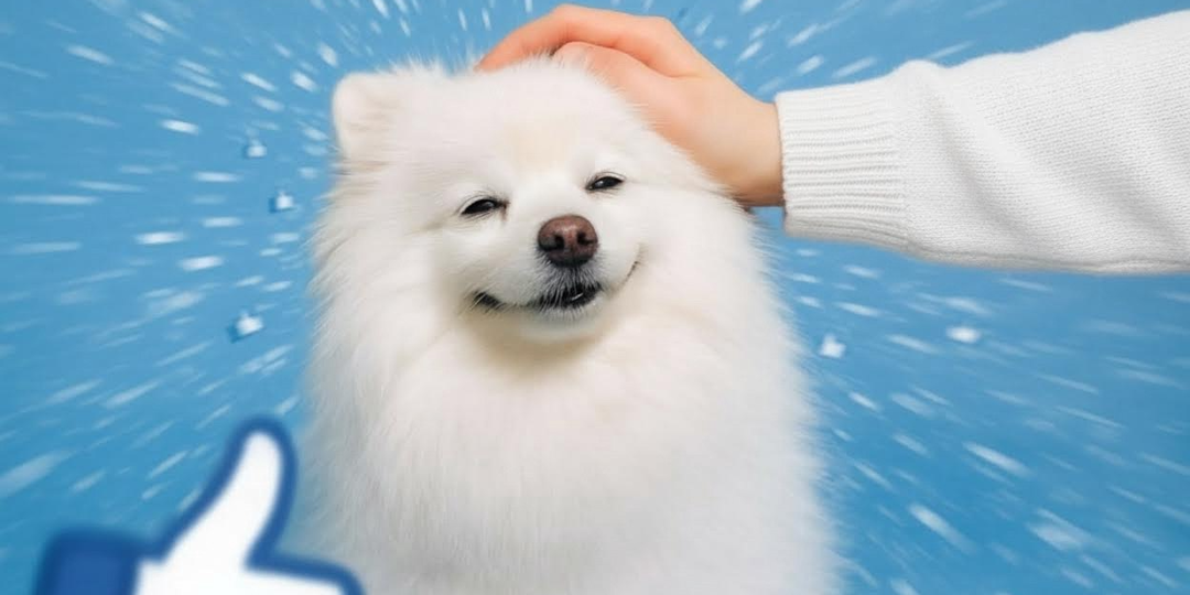 Топ-15 лучших собак для квартиры: большие, средние и маленькие породы с фото