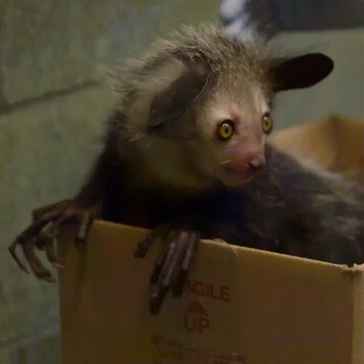 Мадагаскарская руконожка или ай-ай