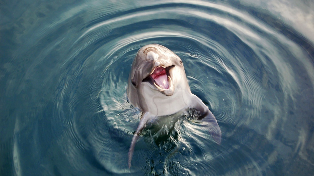     Фото: Halyna Parinova/Shutterstock/FOTODOM