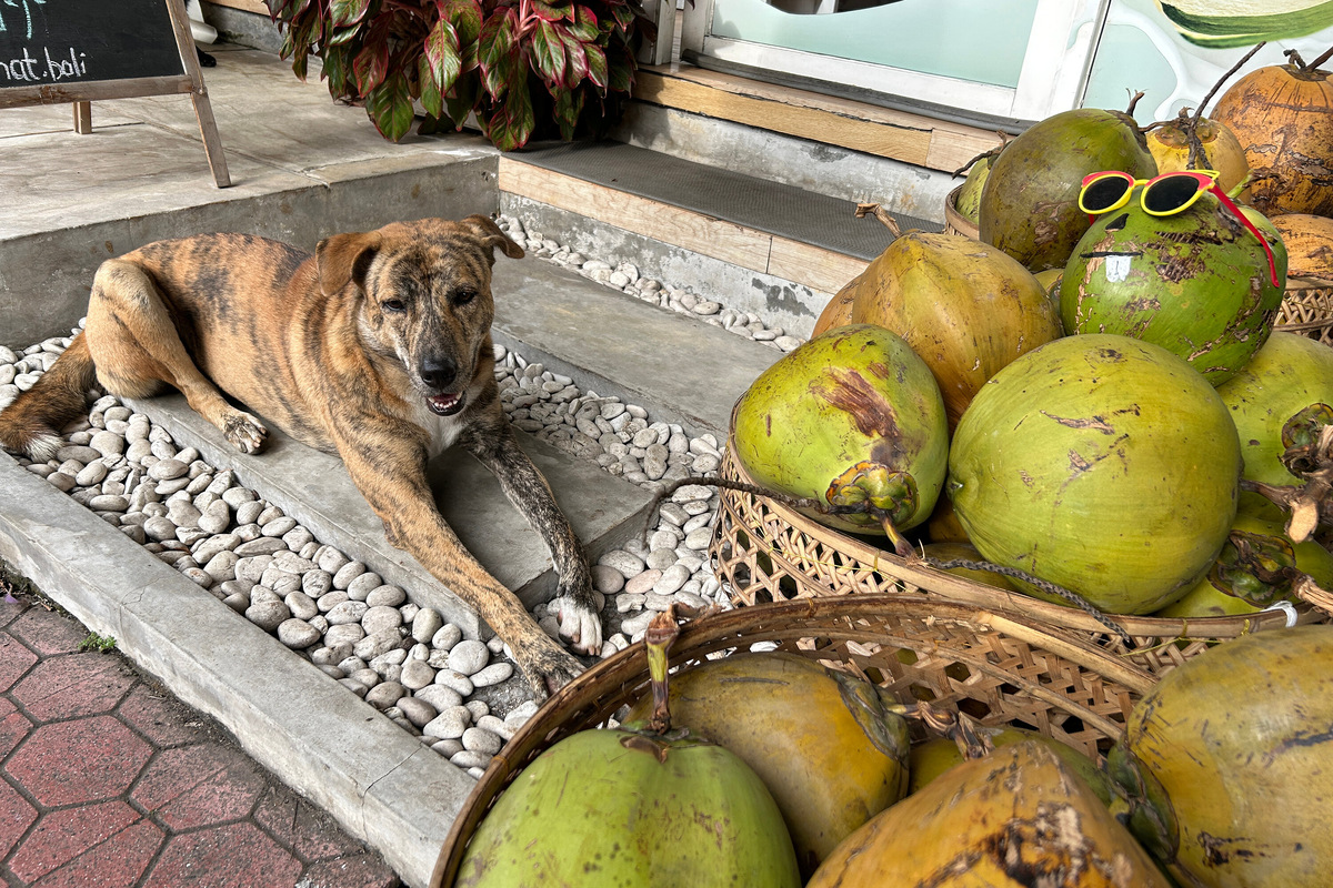 На улицах выставлены горы зелёных кокосовых орехов, которые продавцы почистят прямо на месте