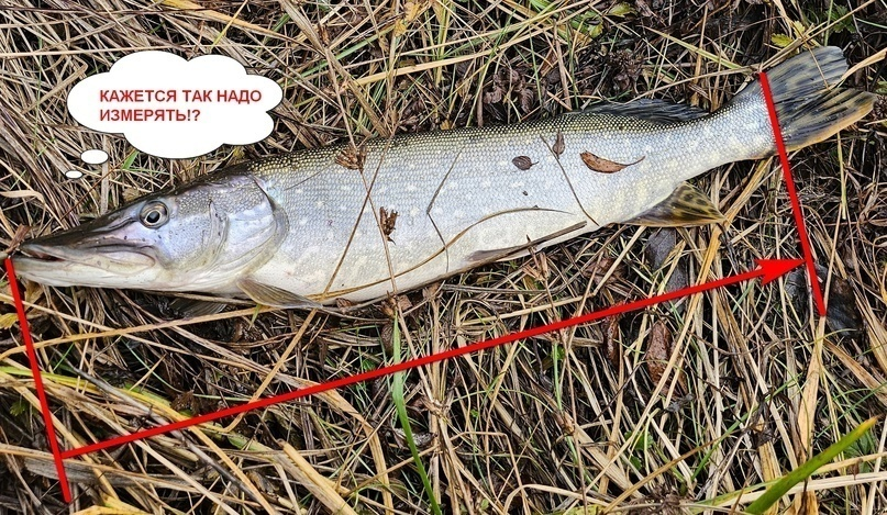 ВОТ ТАК ПРАВИЛЬНО ДЕЛАТЬ ИЗМЕРЕНИЯ. От морды и до основания хвоста. Хотя с хвостом длиннее ;-)