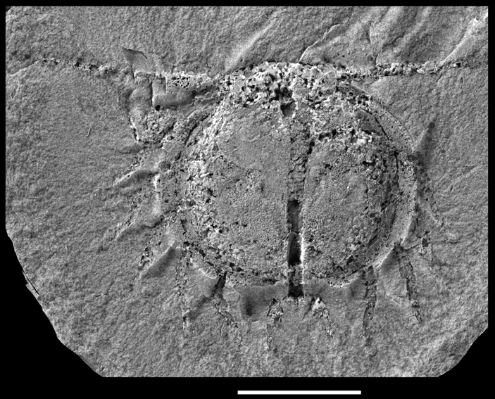 Циклида Americlus americanus