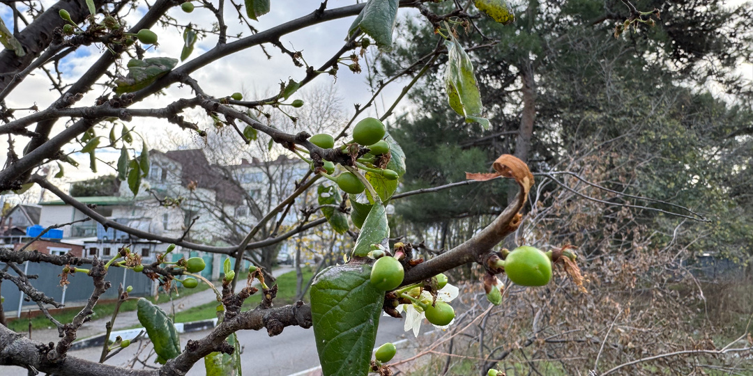 Зимняя слива