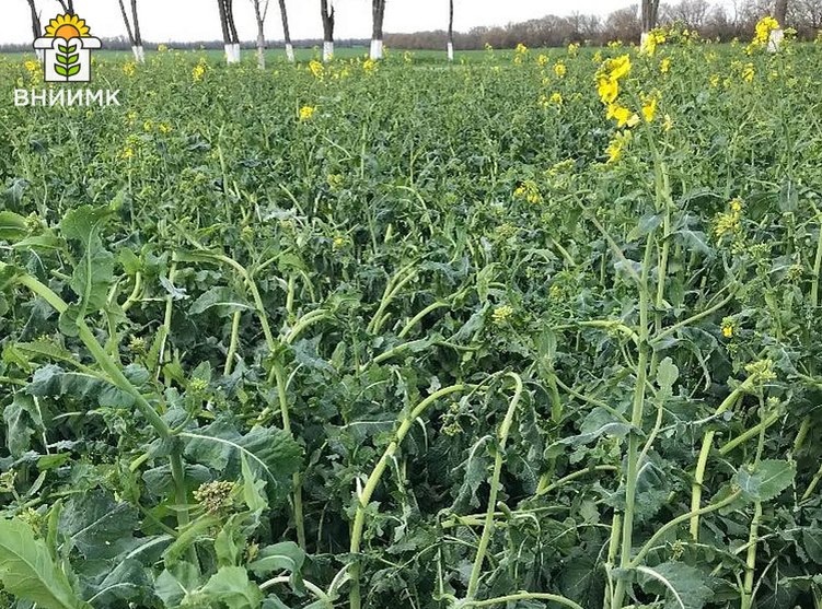    Фото: ФГБНУ ФНЦ ВНИИМК