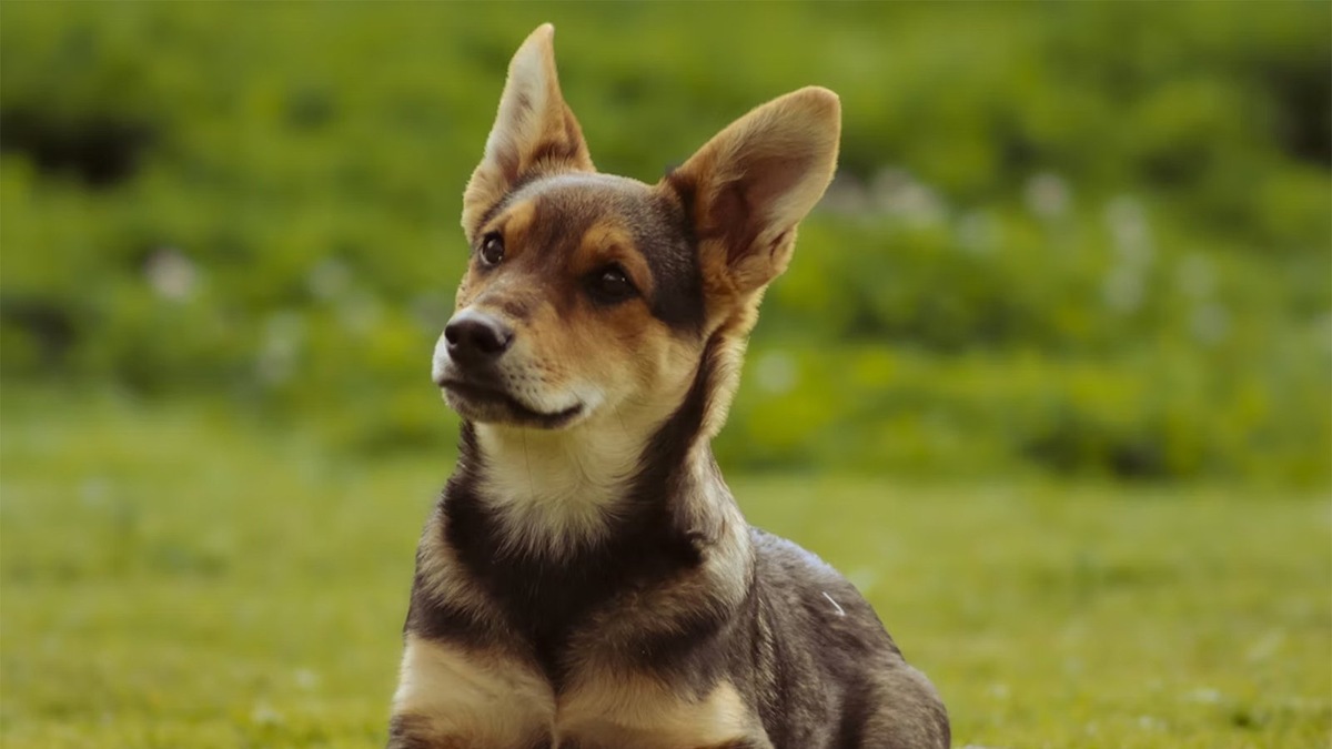    Карьеру заводчика стоит начинать с покупки суки