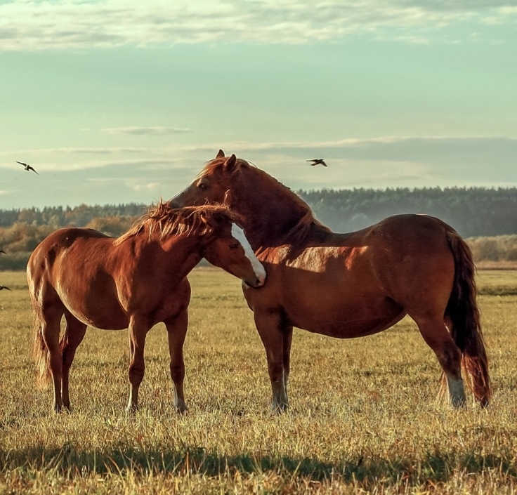 Гугл картинки. Фрагмент. 