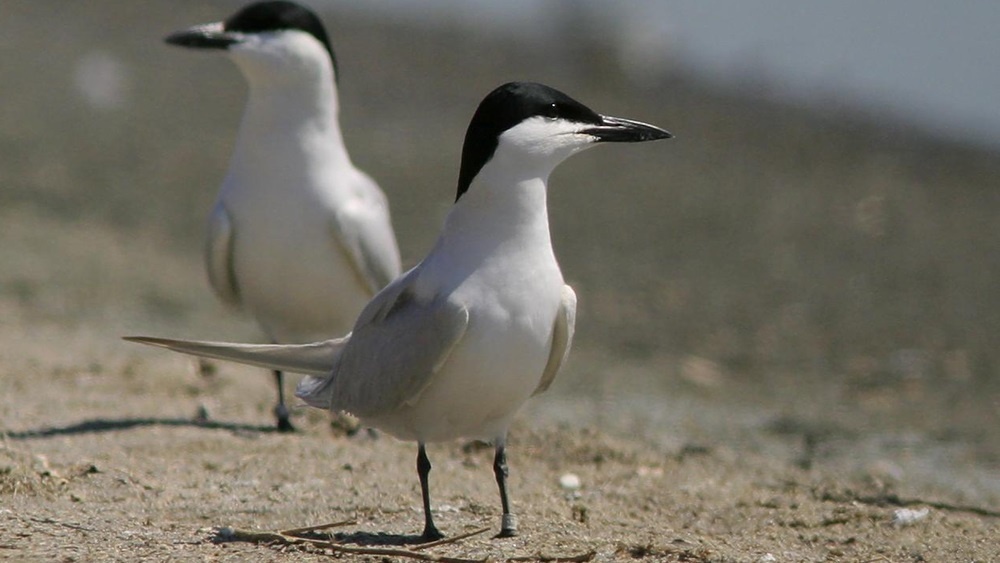     Фото: By Eric Kershner/USFWS - Flickr at https://www.flickr.com/photos/usfws_pacificsw/5759704018/in/photostream/, CC BY 2.0, commons.wikimedia.org чайконосые крачки