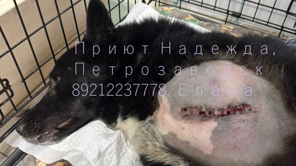 ДРУЖОК. АМПУТИРОВАЛИ ЛАПУ С ПРОТЕЗОМ. Нужна помощь на послеоперационное восстановление.