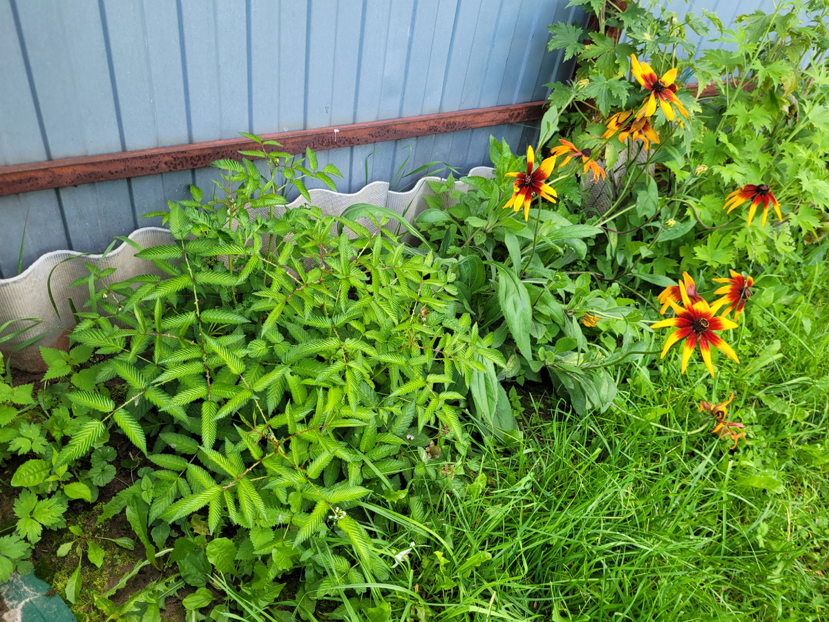 Август 2025г. Тибетская малина.