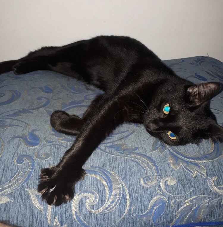 Кот на фронте спасал жизни. Фото: КП-Петербург