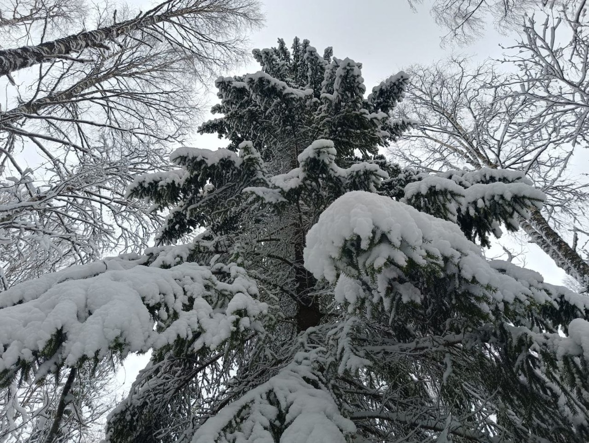    фото: © Евгений Белянчиков/Столица на Онего