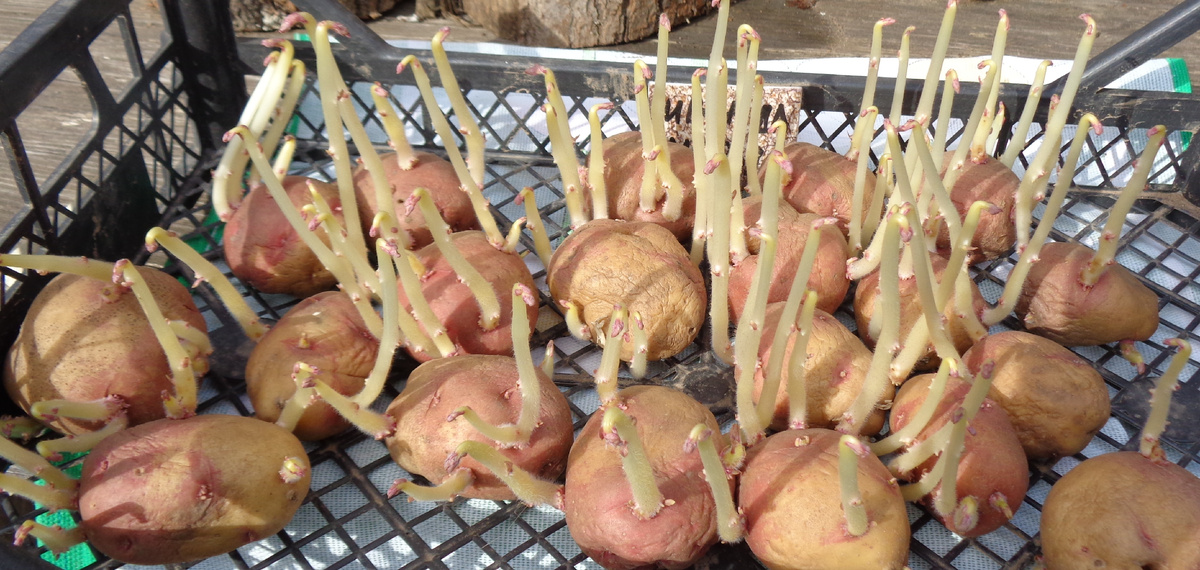 ПРАВИЛЬНО ПРОРОЩЕННЫЕ КЛУБНИ