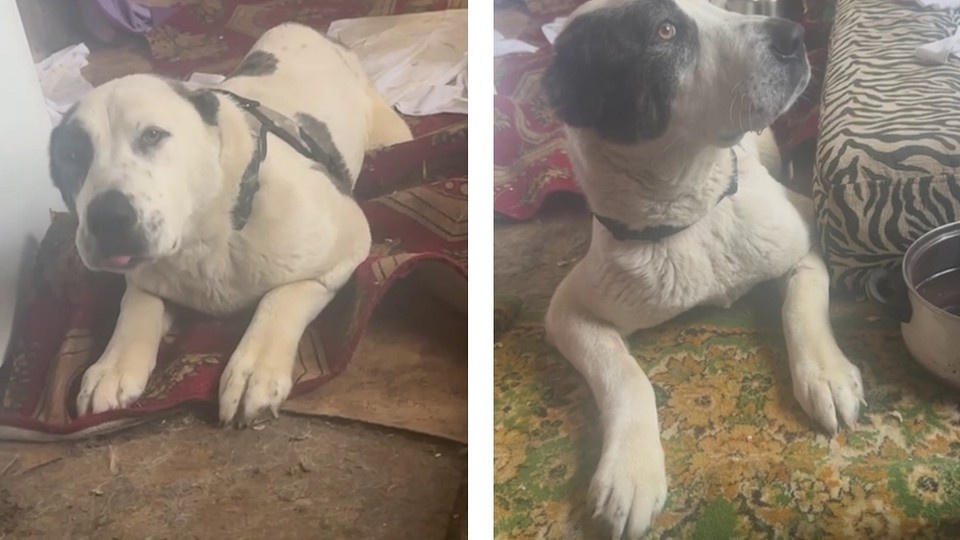 Новосибирские волонтеры спасают пострадавшую в ДТП собаку Астру