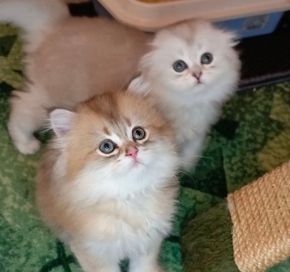 У моего котёнка СДВГ? Нет, у вас здоровый, активный и игривый котёнок!