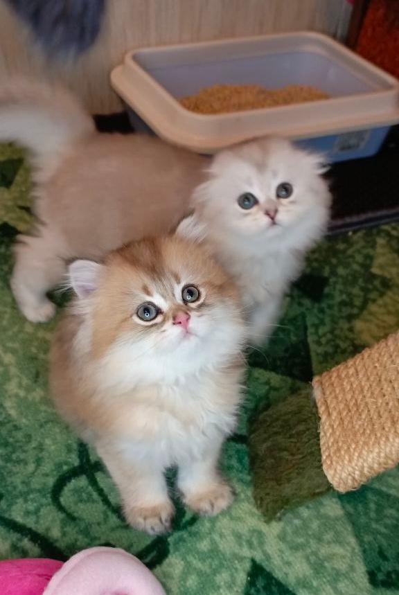 Да ладно? Тигра и Ромашка