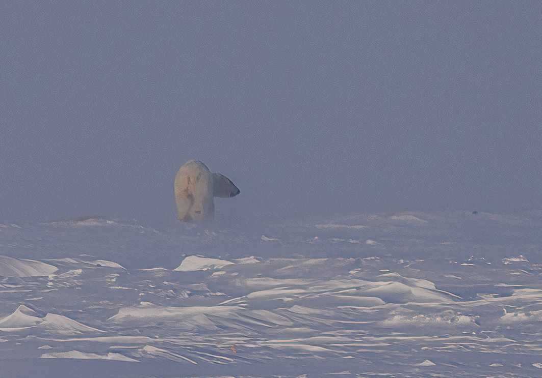 Белый медведь в Ванкареме