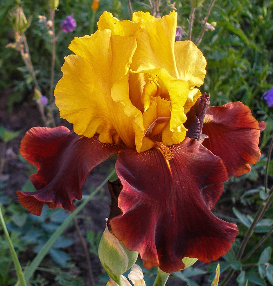 ирис Supreme Sultan (Суприм Султан)