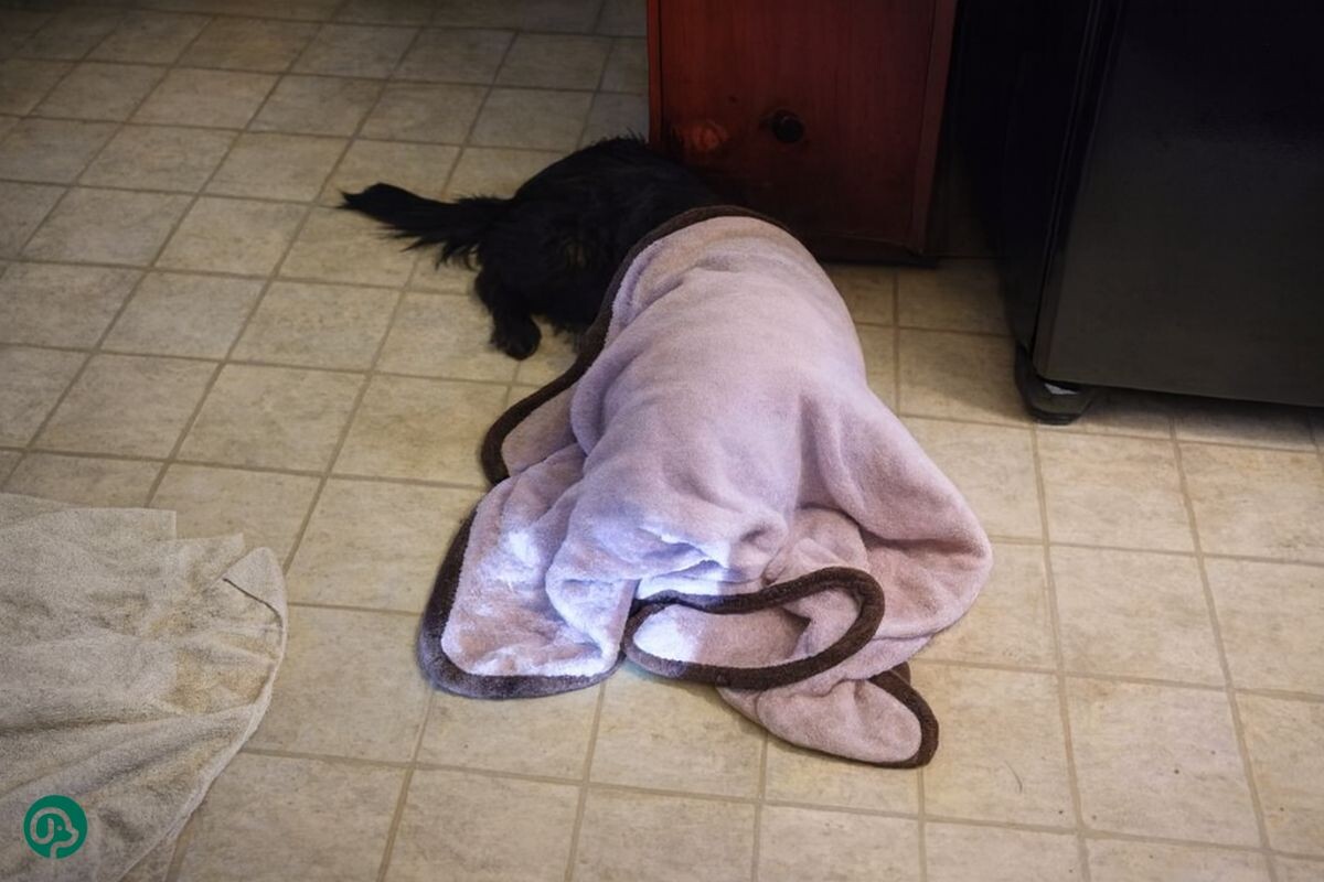 Тест для собаки 