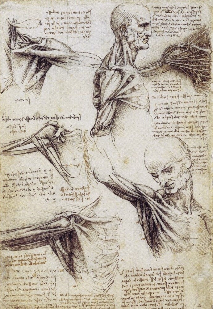 Анатомические зарисовки плеча. 1510. Художник — Леонардо да Винчи (итал. Leonardo da Vinci, 1452–1519)