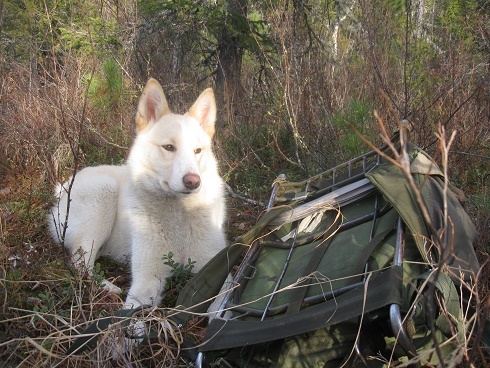 Фотографии Татьяны Немшановой. Тайга Крайнего Севера Западной Сибири ХМАО Югра, Зауралье, Приполярный Урал. Лайка Севера Сибири Вайта. Осень таёжная.