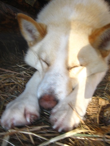 Фотографии Татьяны Немшановой разных лет. Лайка Западной Сибири ХМАО Югра Вайта. Осень таёжная.