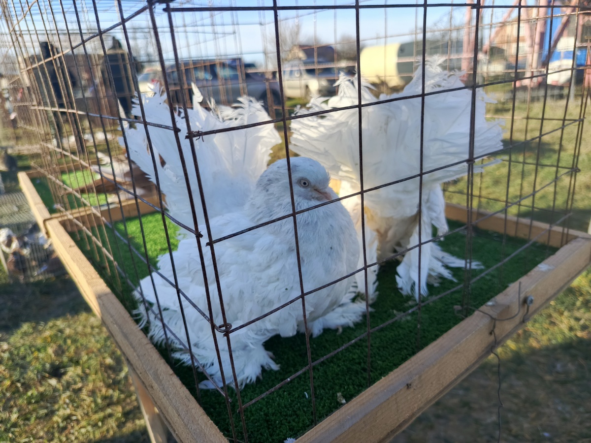 Вот такие красавцы.