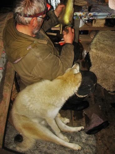 Фотографии Татьяны Немшановой. В таежном зимовье. Лайка Западной Сибири ХМАО Югра, Зауралье, Тайга Крайнего Севера. Осень таёжная.