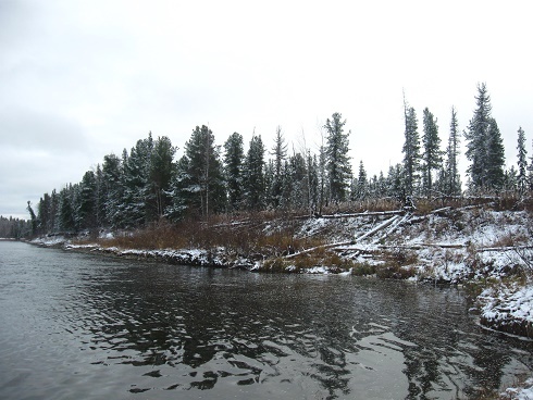 Фотографии Татьяны Немшановой. Таёжная осень. Река Манья. Первый снег сентября. Северная тайга Западной Сибири ХМАО Югра, лес северный таёжный.