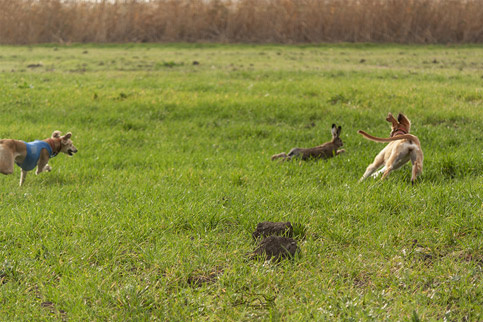 Схра Эль Мен Лелап (в синей попоне), Сэхра Эль Шан