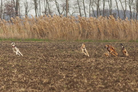 Сэхра Эль Мерген Басир, Сэхра Эль Шан, Сэхра Эль Амир, Ирис Эль
