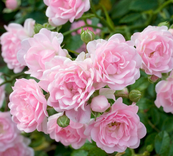 Более 10 многолетних растений, которые способны цвести все лето и начало осени