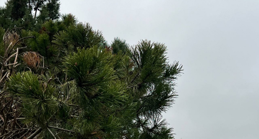    Первый городской канал Калининград