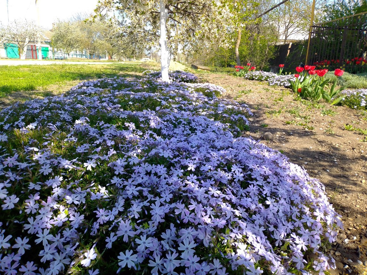 Флокс шиловидный.