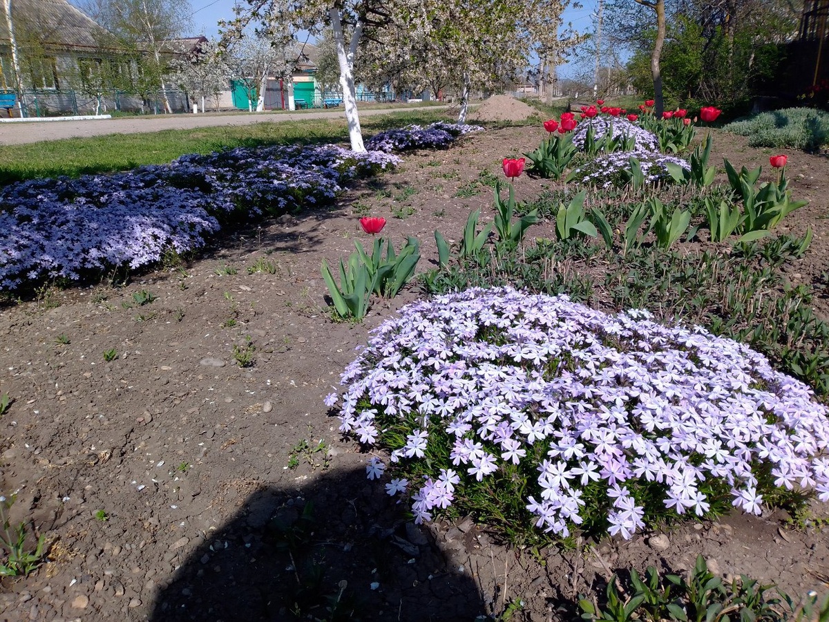 Около дома, на улице. Конец апреля.