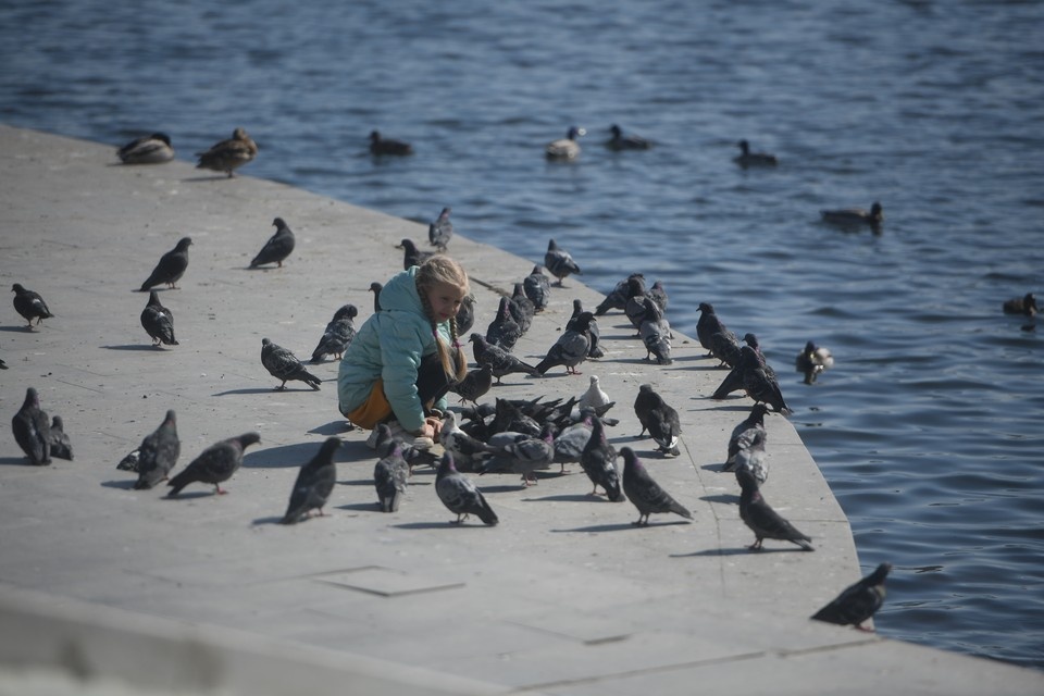    Любителям кормить птиц могут грозить штрафы Алексей БУЛАТОВ