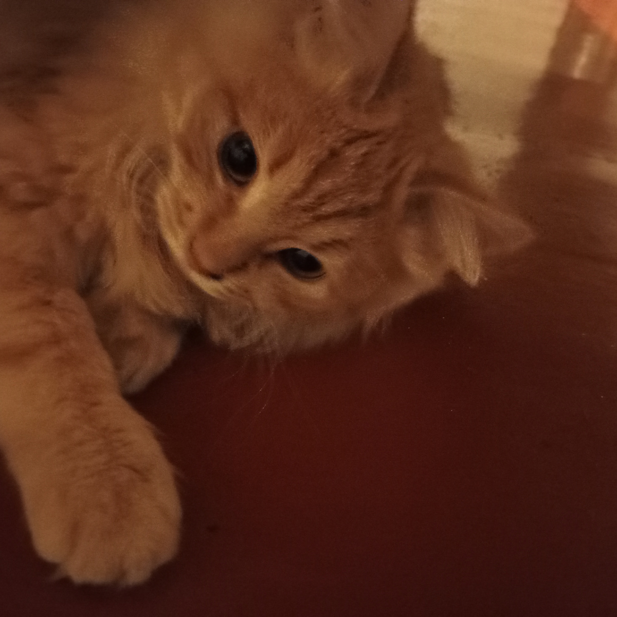 Еле нашла шустрого парнишку