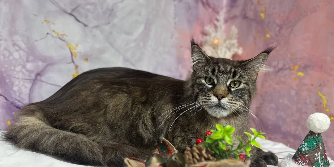 Зачем котики вылизывают шерсть?