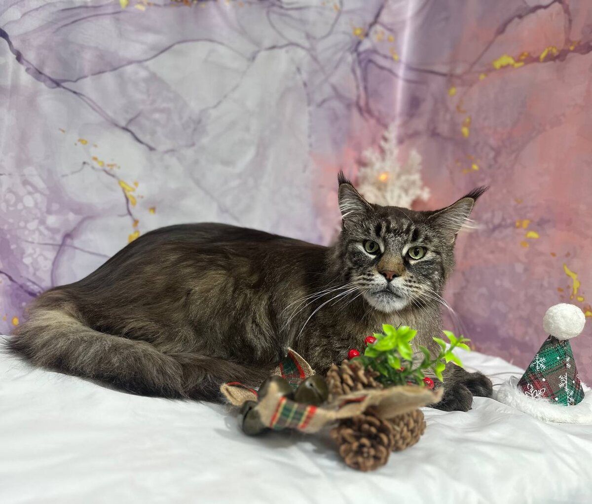 Вычесать кота в зоосалоне Грумик