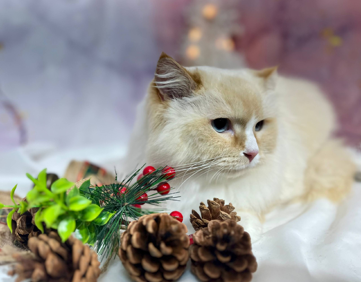 Груминг котика без стресса.