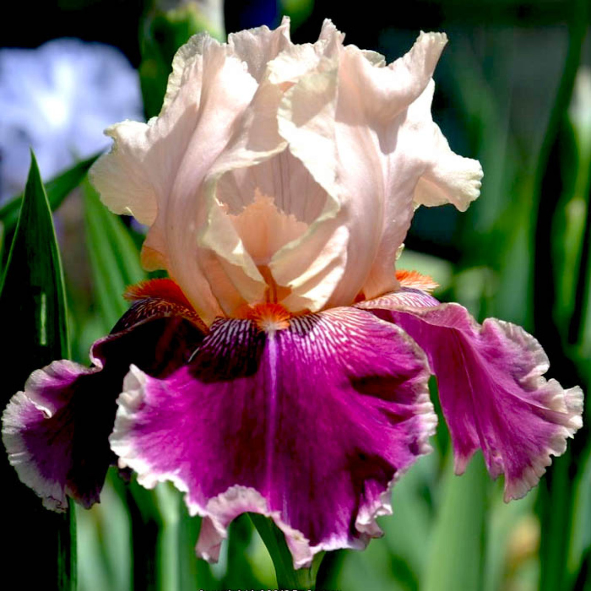 ирис Pu Abi (Пу Эби)