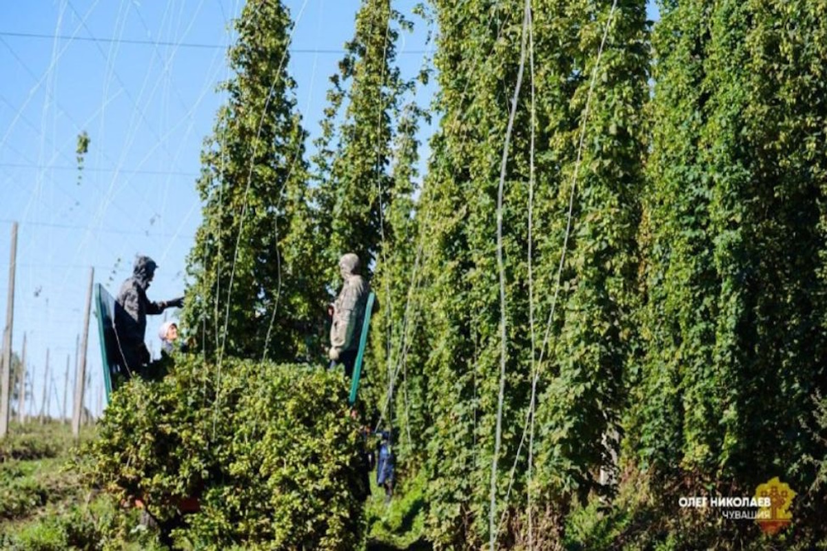    Фото: телеграм-канал Олега Николаева, источник: t.me/oanikolaev