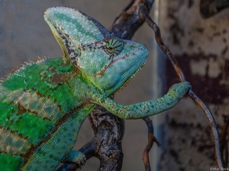     фото Ярославский зоопарк