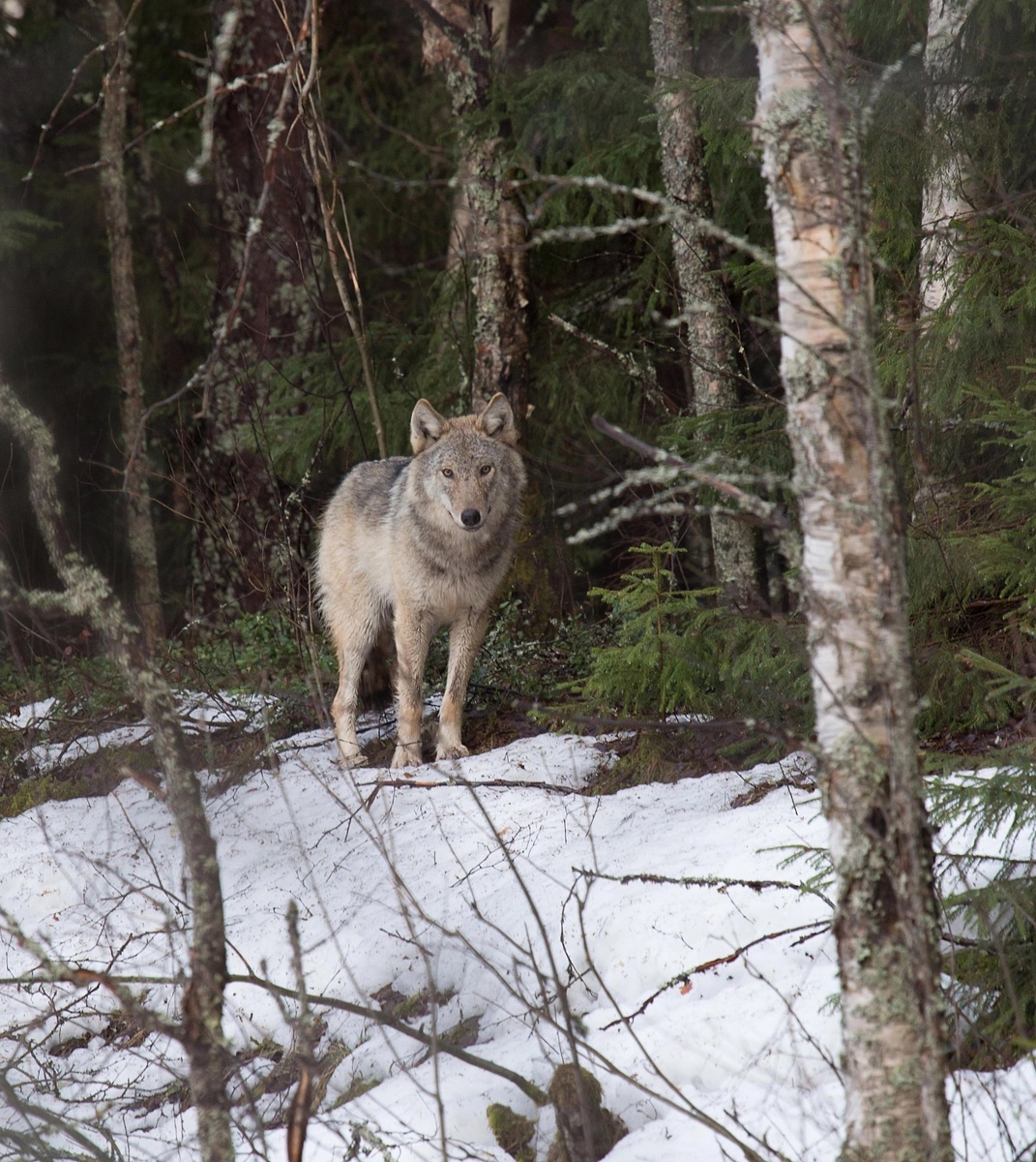 Автор фото Анатолий Смирнов