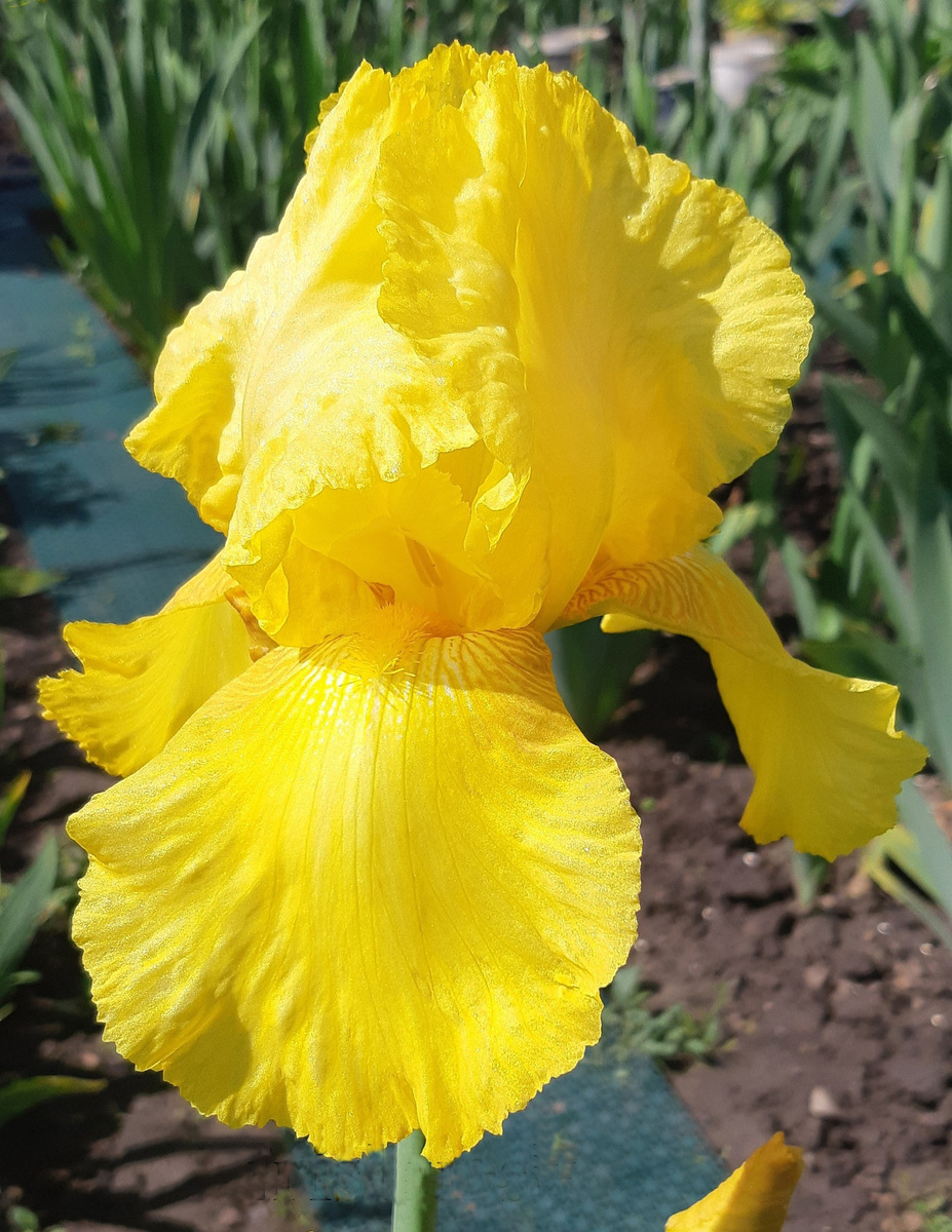 ирис Prosperous Voyage (Просперус Воядж)