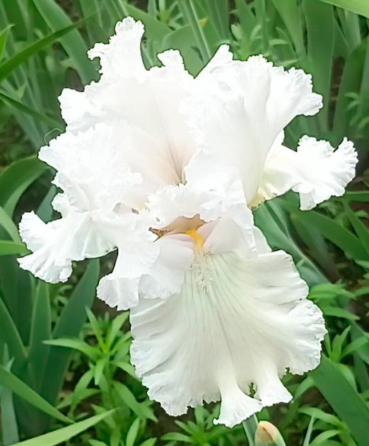 ирис Presentation (Презентейшн)