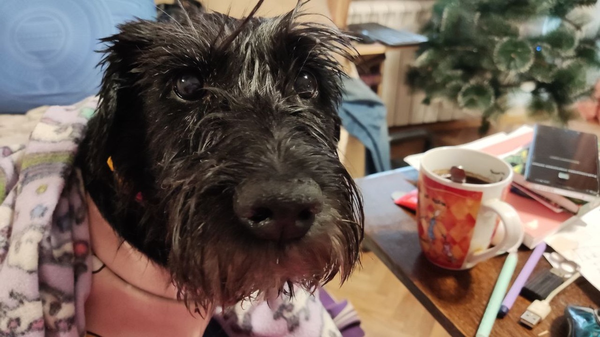 Грета после купания обсыхает. Ну очень выразительные глазки!