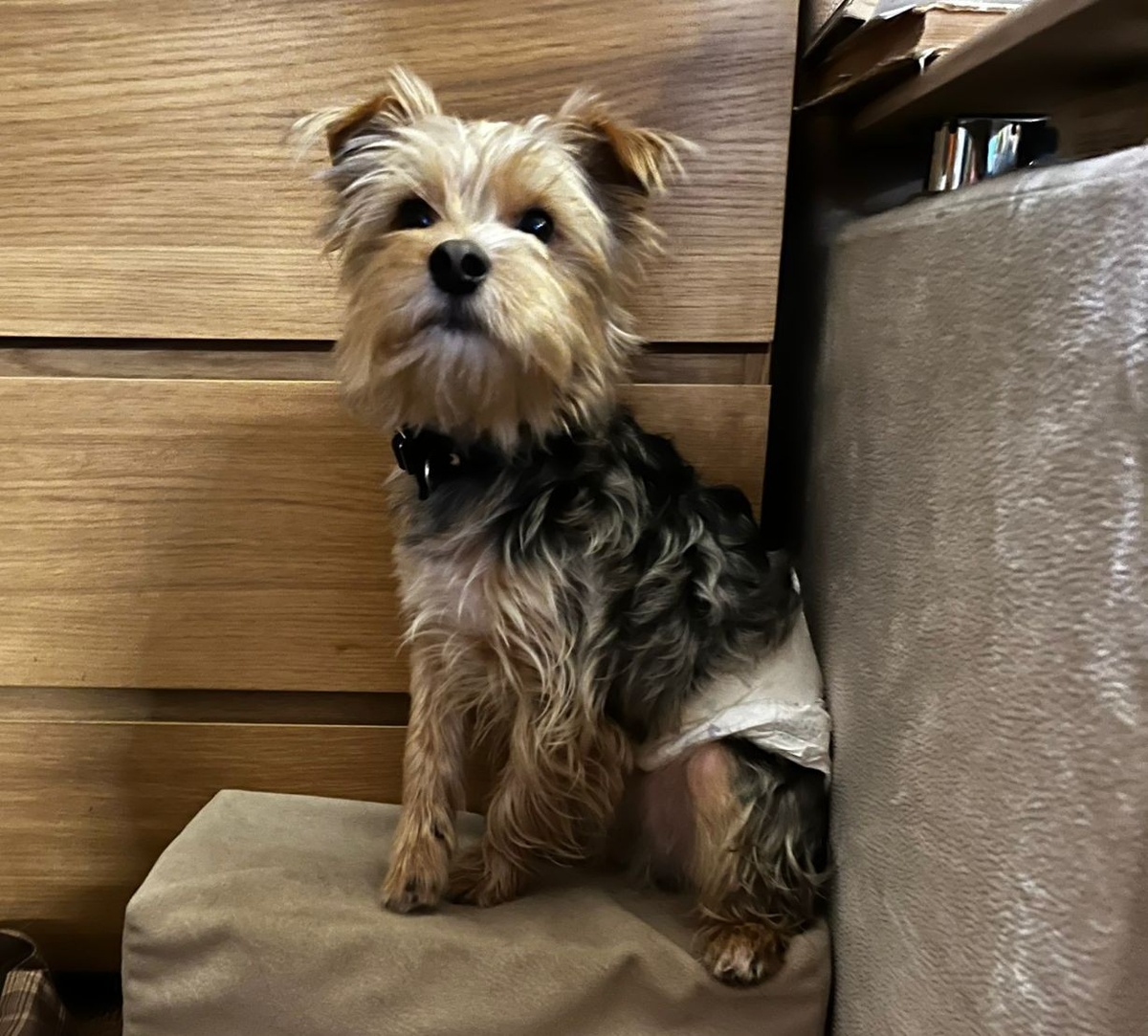 "Править буду туть!"